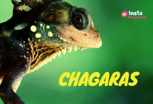 Chagaras