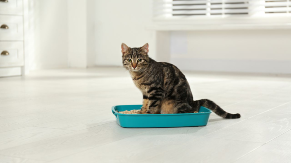 Cost-Saving Tips For Pet Care Businesses For Buying Bulk Kitty Litter